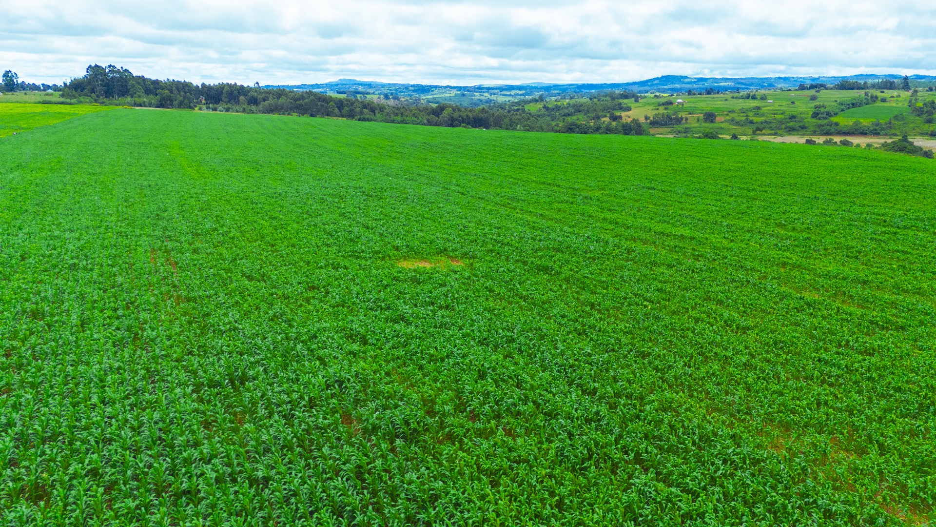 Aerial view of a lush green cultivated field